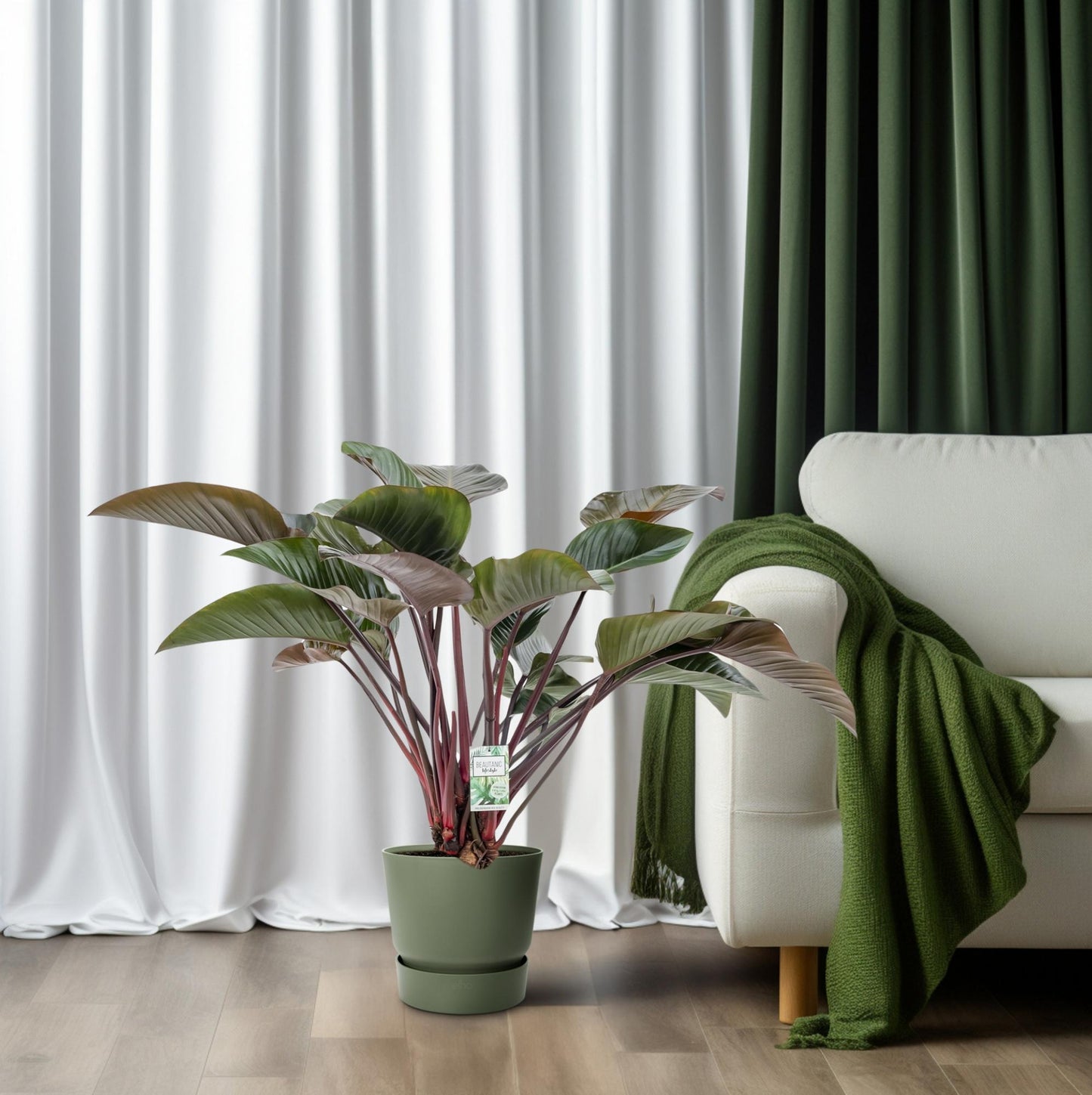 Philodendron Red Beauty - Ø30cm - ↕110cm
