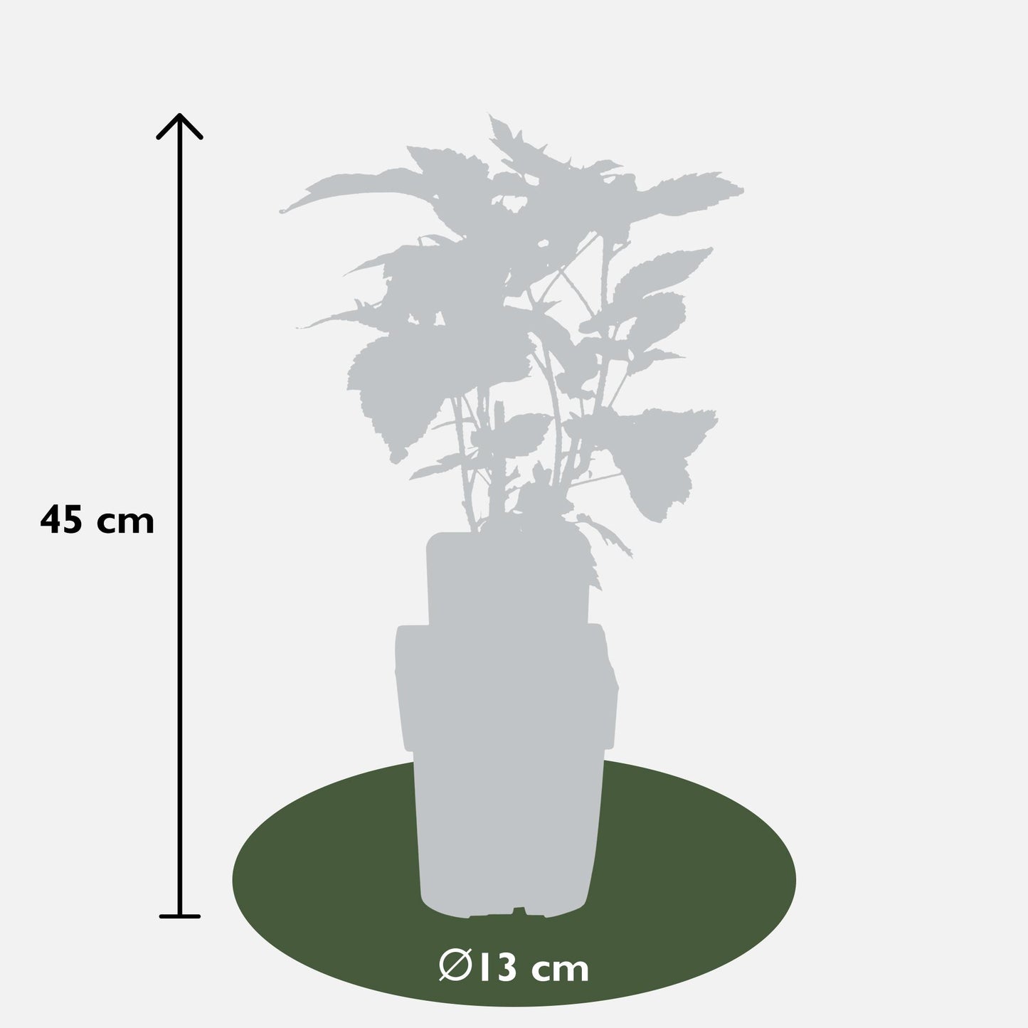 3x - Rubus id. Twotimer 'Sugana Yellow' - ↨45cm - Ø13