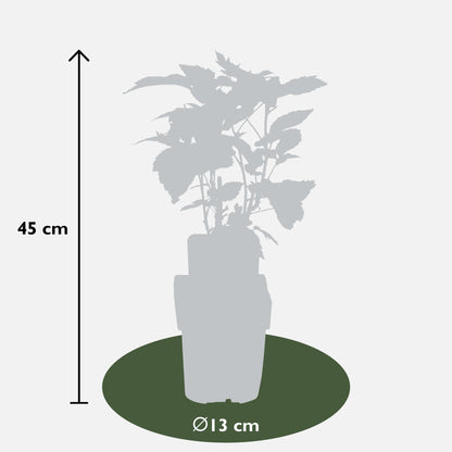 3x - Rubus id. Twotimer 'Sugana Yellow' - ↨45cm - Ø13