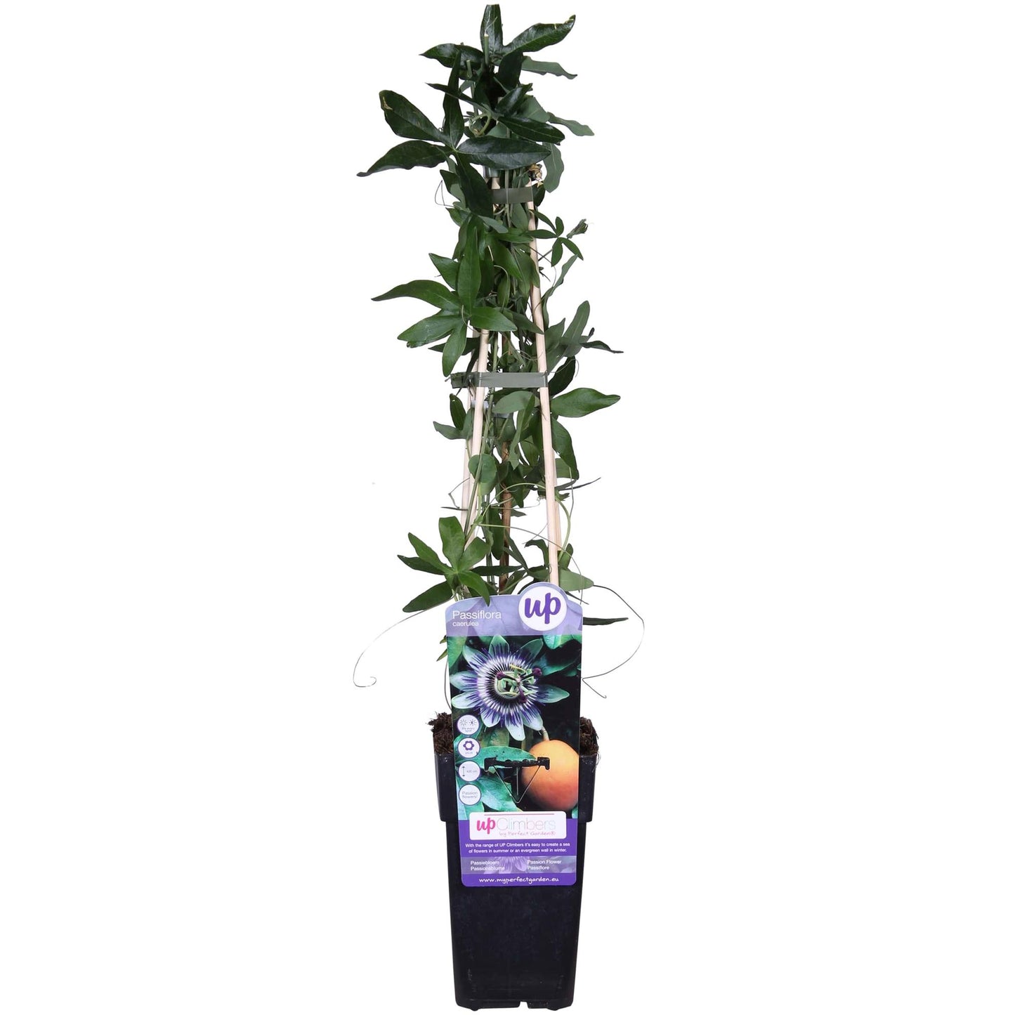 Passiflora Blau caerulea - Ø15cm - ↕65cm