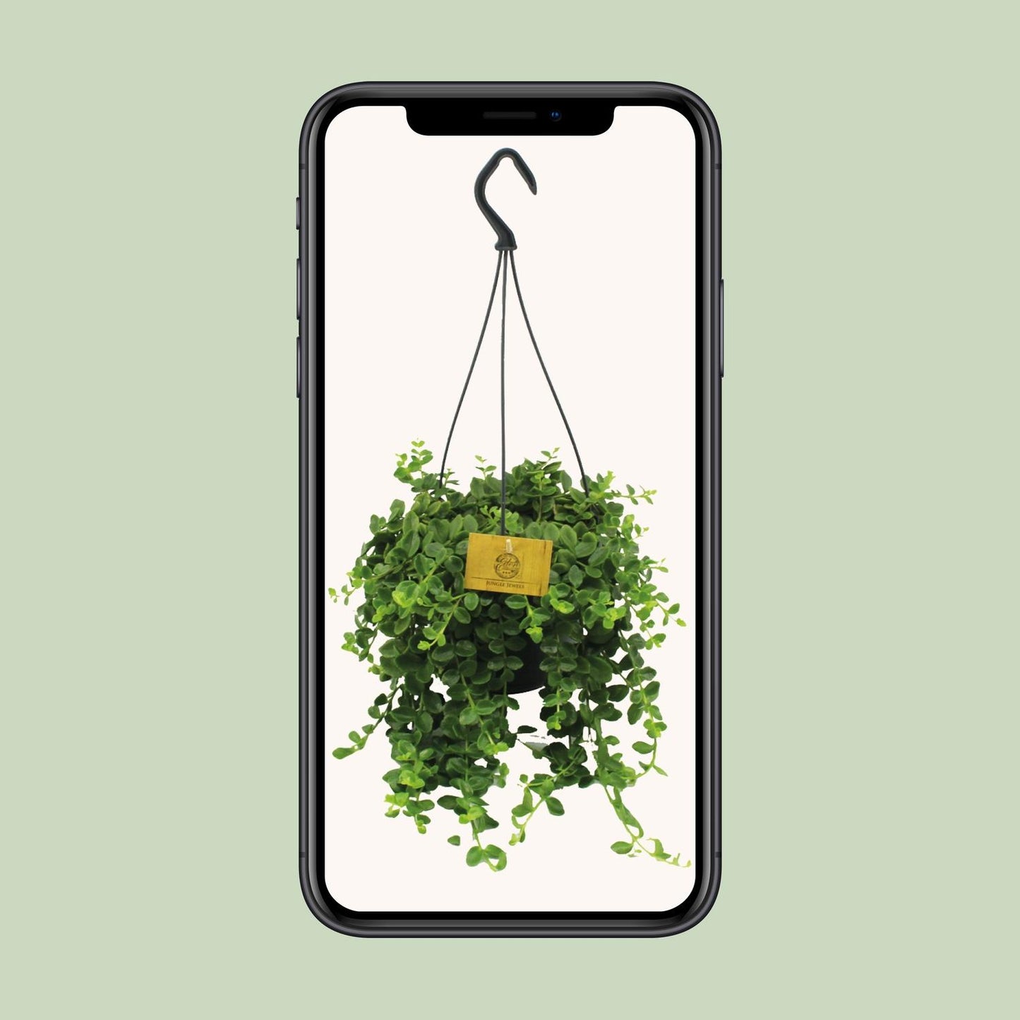 Kalanchoe Mangini - Ø15cm - ↕40cm