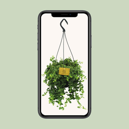 Kalanchoe Mangini - Ø15cm - ↕40cm