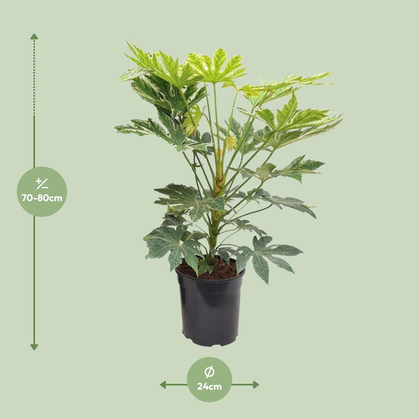 Fatsia Japonica Spiderweb