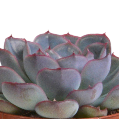 Echeverie Mix 3er Set im Terrakottatopf 8,5 cm