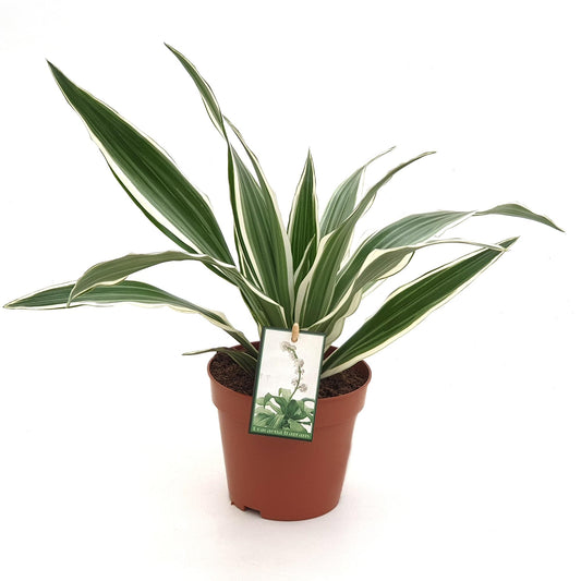 Dracaena White Stripe - Ø12 ↕35