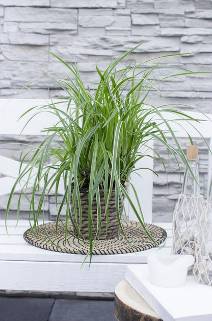 5x - Carex mix - ↨30cm - Ø14
