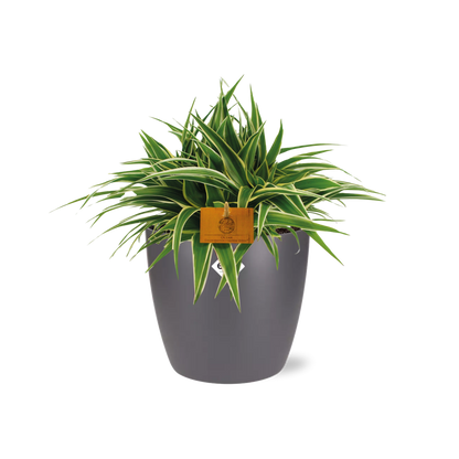 Chlorophytum Ocean 15cm in ELHO brussels 16cm round anthracite