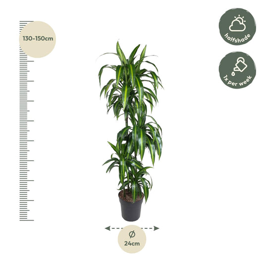 Drachenbaum Hawaiiana – Exotische, pflegeleichte Zimmerpflanze 180 cm