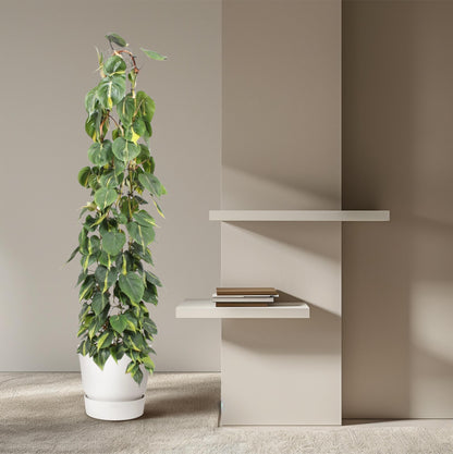 Kletterphilodendron 'Brasil' 160 cm – Exotische Zimmerpflanze