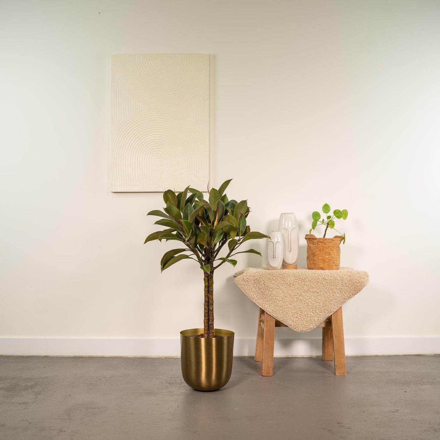 Ficus elastica Melany Stamm + Topf Mayk Gold - ↨90cm - Ø21cm