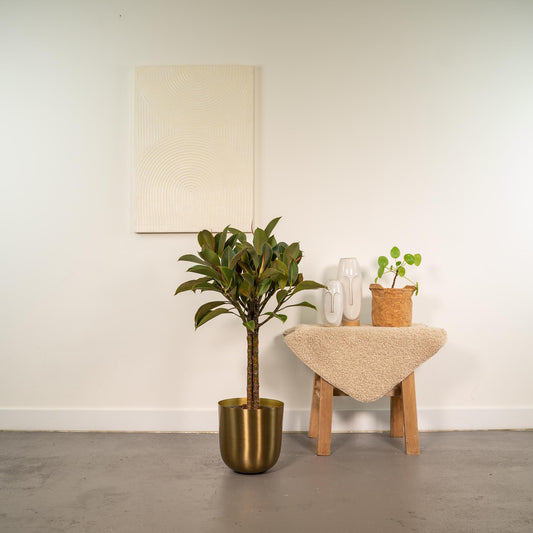 Ficus elastica Melany Stamm + Topf Mayk Gold - ↨90cm - Ø21cm
