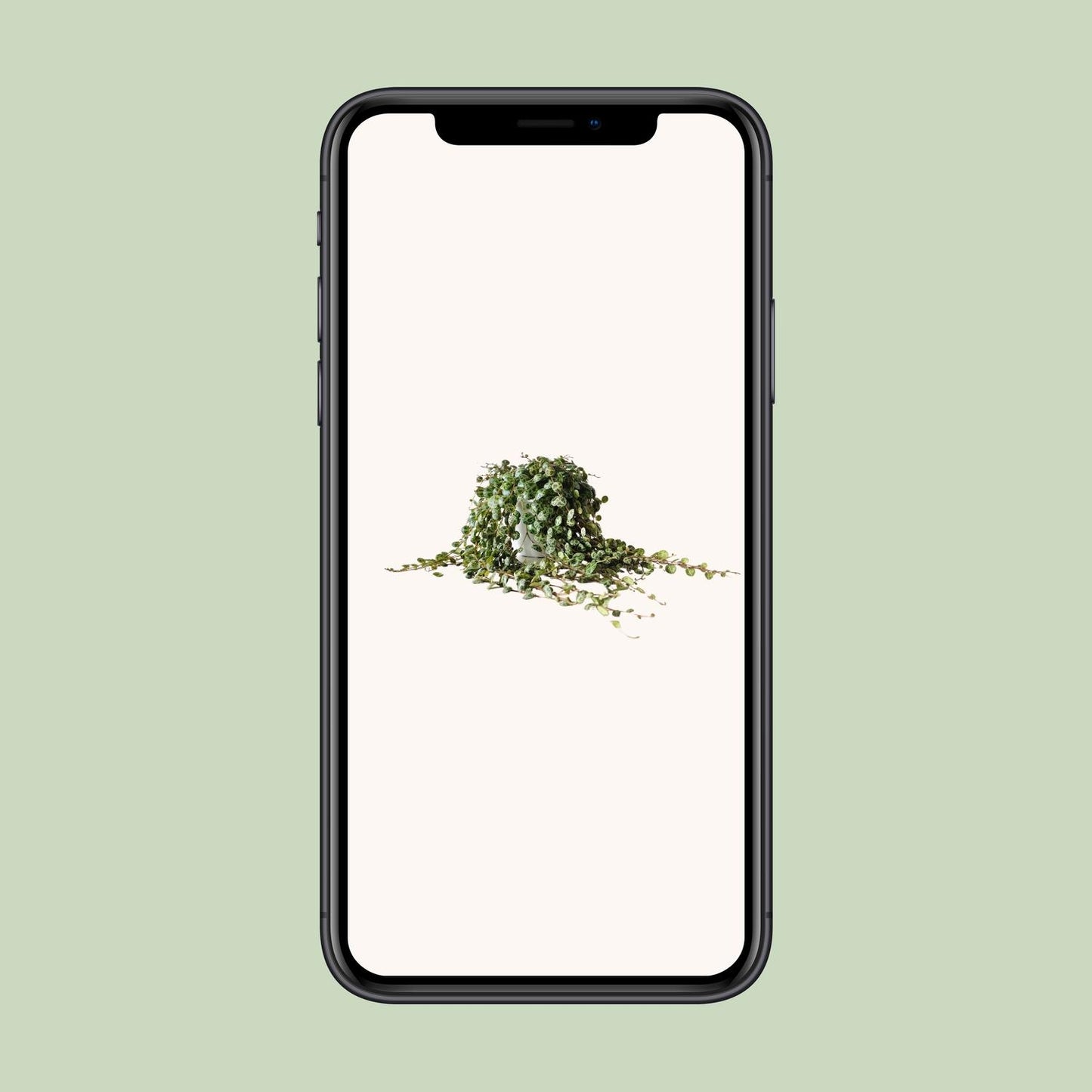 Peperomia Prostrata - Ø11cm - ↕15cm