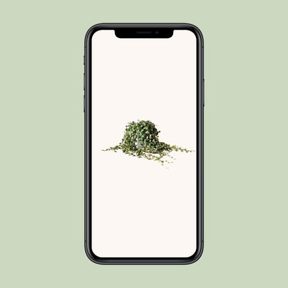 Peperomia Prostrata - Ø11cm - ↕15cm