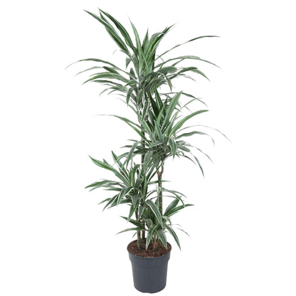 Drachenbaum Warneckei 145 cm – Pflegeleichte & Stilvolle Zimmerpflanze