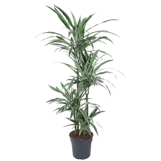 Drachenbaum Warneckei 145 cm – Pflegeleichte & Stilvolle Zimmerpflanze
