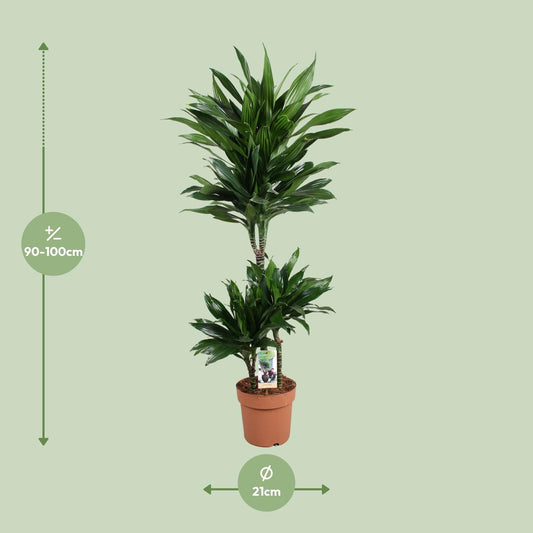 Dracaena Green Jewel 60-30-15 - Ø21cm - ↕105cm