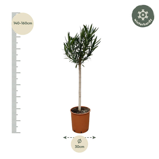 Oleander am Stamm mit roten Blüten – 170 cm Kübelpflanze