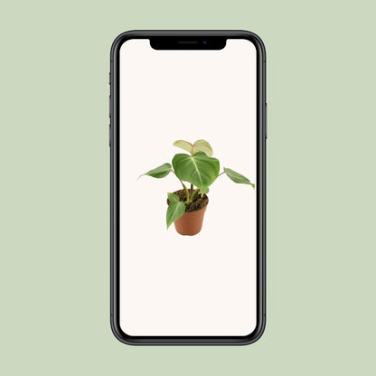 Philodendron Gloriosum - Ø12cm - ↕30cm