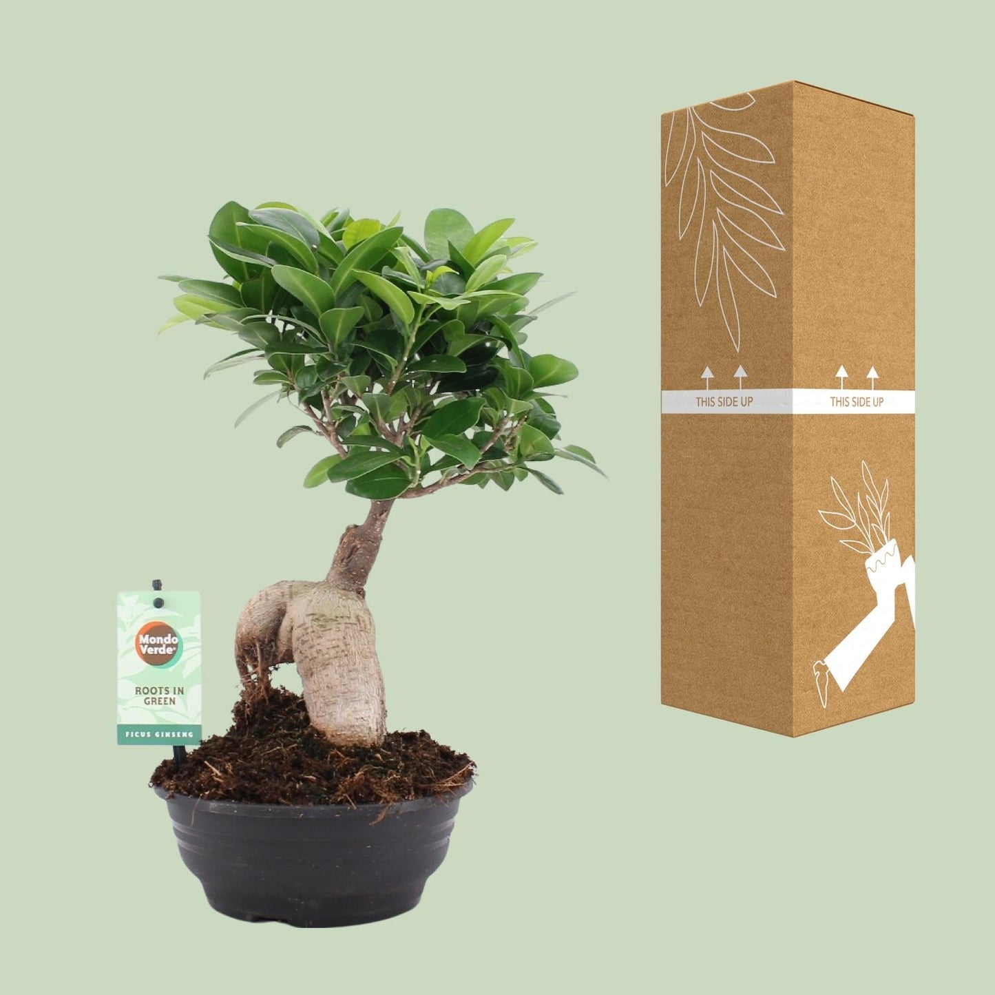 Ficus Ginseng - Ø16cm - ↕35cm