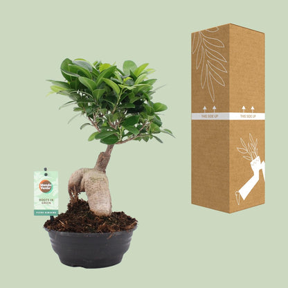 Ficus Ginseng - Ø16cm - ↕35cm