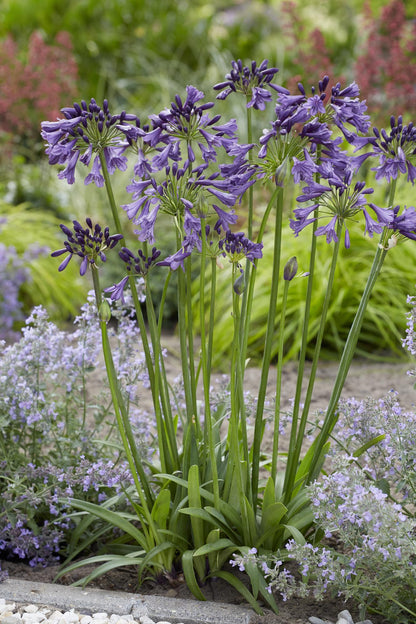 Agapanthus 'Poppin Purple' - Ø19cm - ↕30cm
