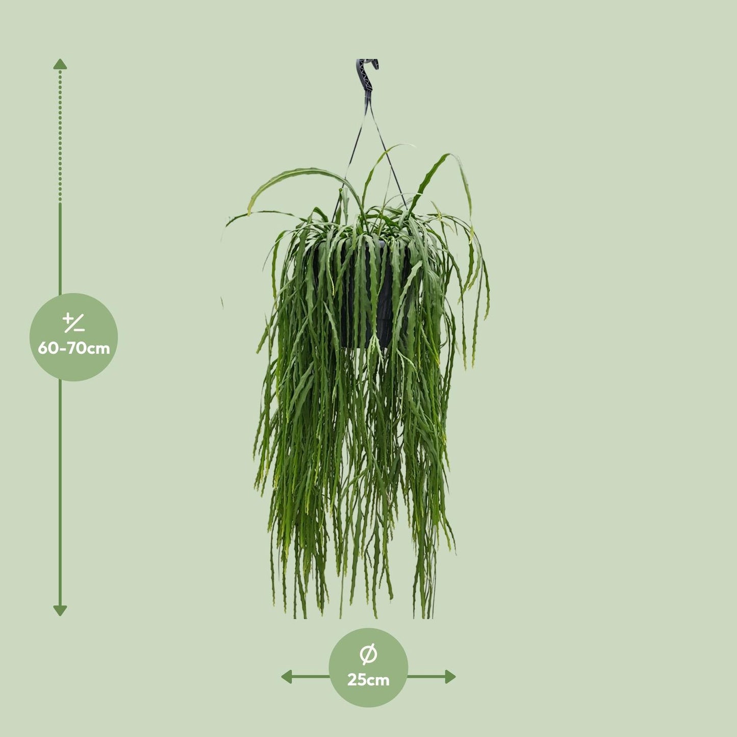 Lepismium Asuntapatense 25cm - Ø25cm - ↕70cm