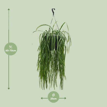 Lepismium Asuntapatense 25cm - Ø25cm - ↕70cm