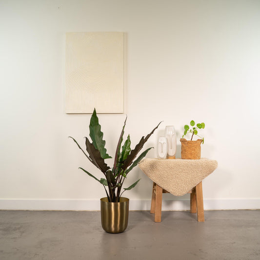 Alocasia Lauterbachiana - Ø19cm - ↕80cm + Topf Mayk Gold