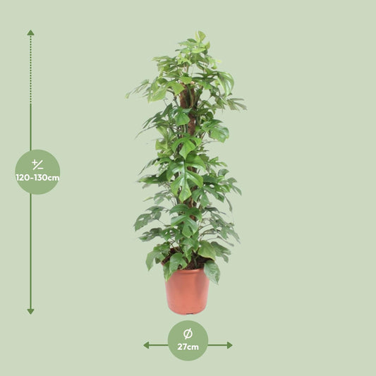 Monstera Minima Mosstok - Ø27cm - ↕130cm