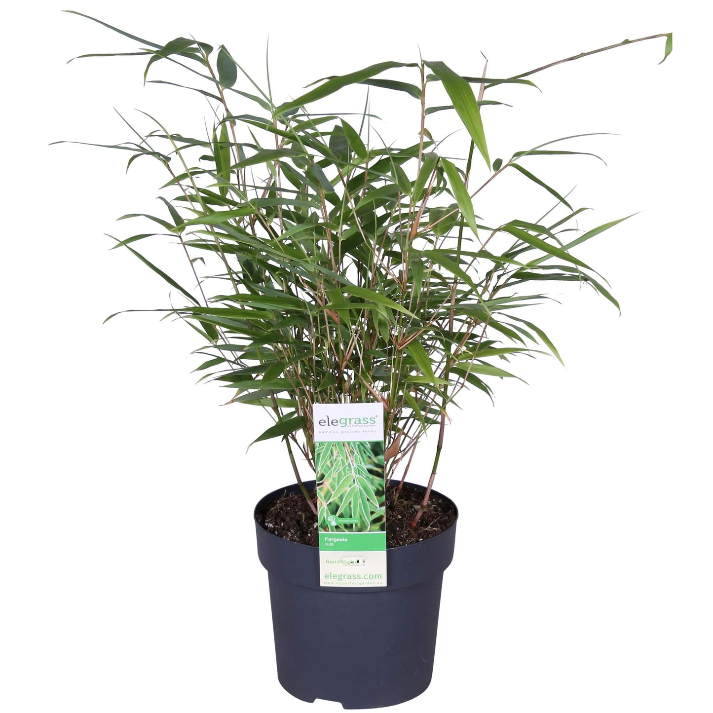 Fargesia rufa - Ø29cm - ↕80cm - Ø14 - ↨40cm