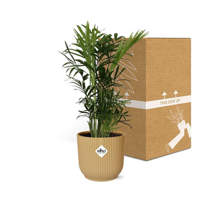 Chamaedorea Elegans in ELHO Vibes Fold 14cm geel