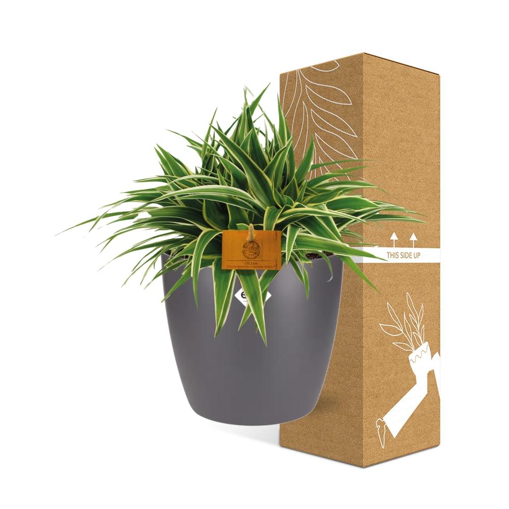 Chlorophytum Ocean 15cm in ELHO brussels 16cm round anthracite