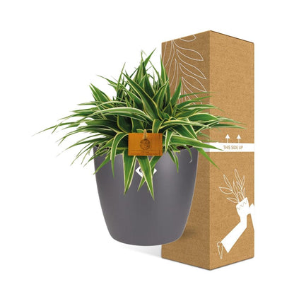 Chlorophytum Ocean 15cm in ELHO brussels 16cm round anthracite