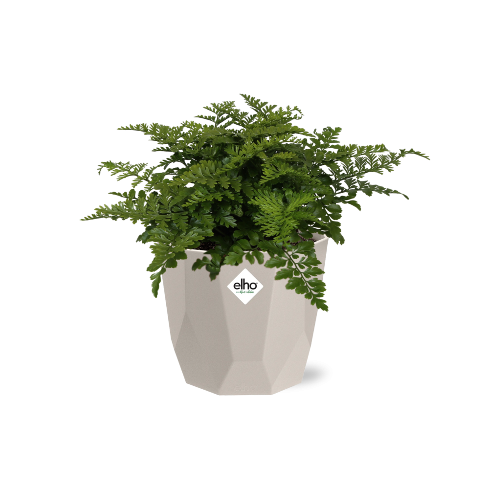 Asplenium Parvati in ELHO b.for rock 14 cm warm grey