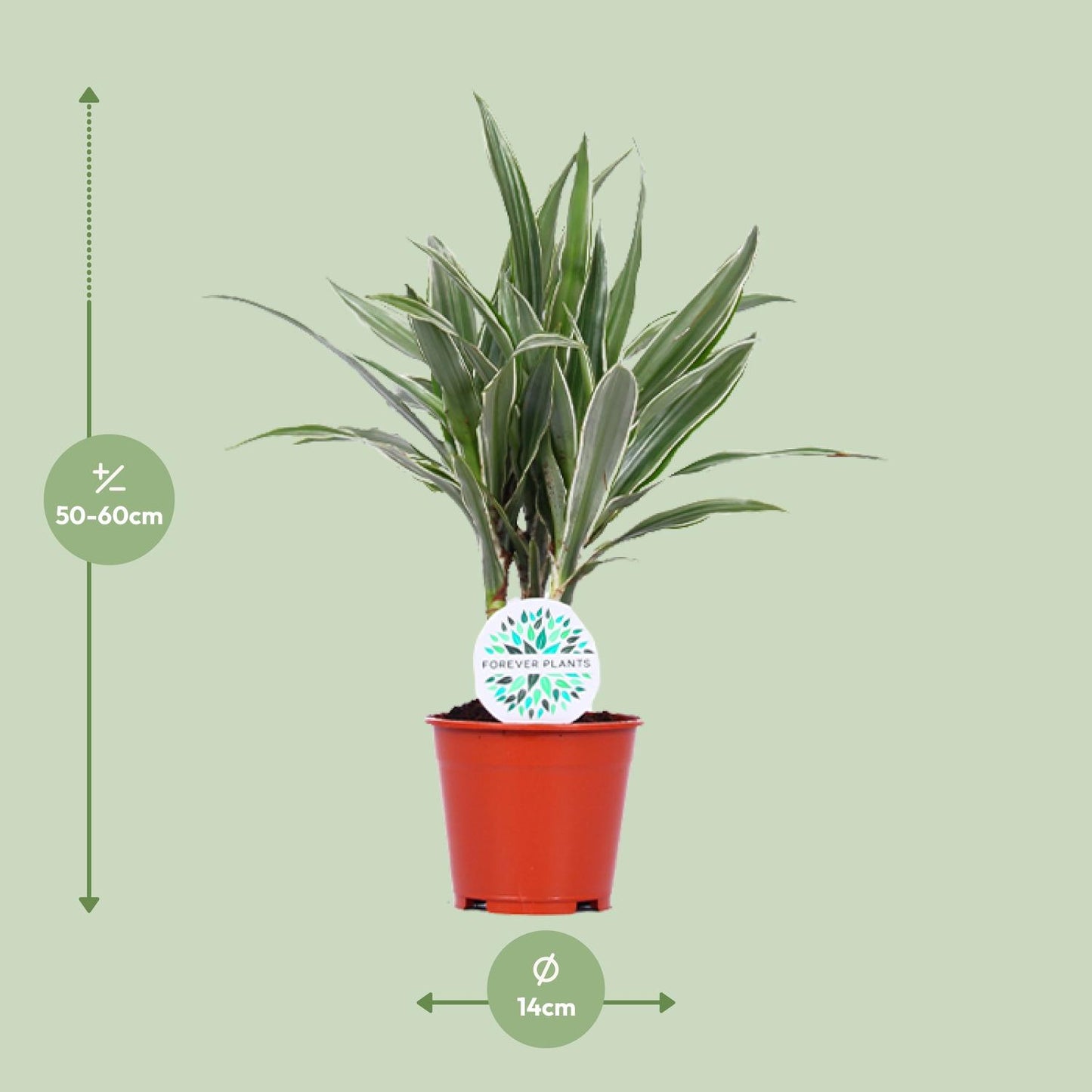 Dracaena Warneckei - Ø14cm - ↕55cm