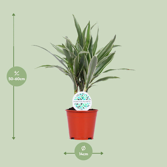 Dracaena Warneckei - Ø14cm - ↕55cm