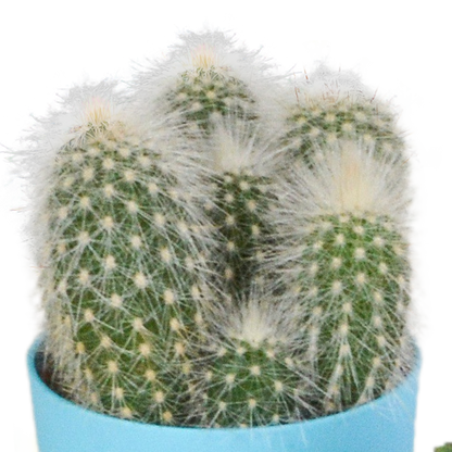 Kakteenmischung 5,5 cm - 5x - in gekleurde plasticpot