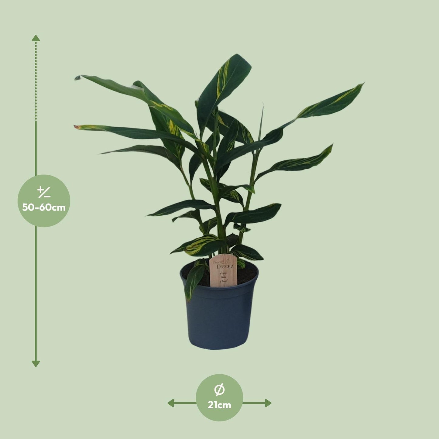 Alpinia Zerumbet