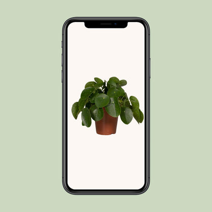 Pilea Peperomiodes - Pfannkuchenfabrik - Ø15cm - ↕25cm