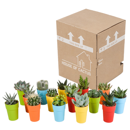 Cactus en vetplanten Mischung 5,5 cm | 15 stück - in gekleurde plasticpot