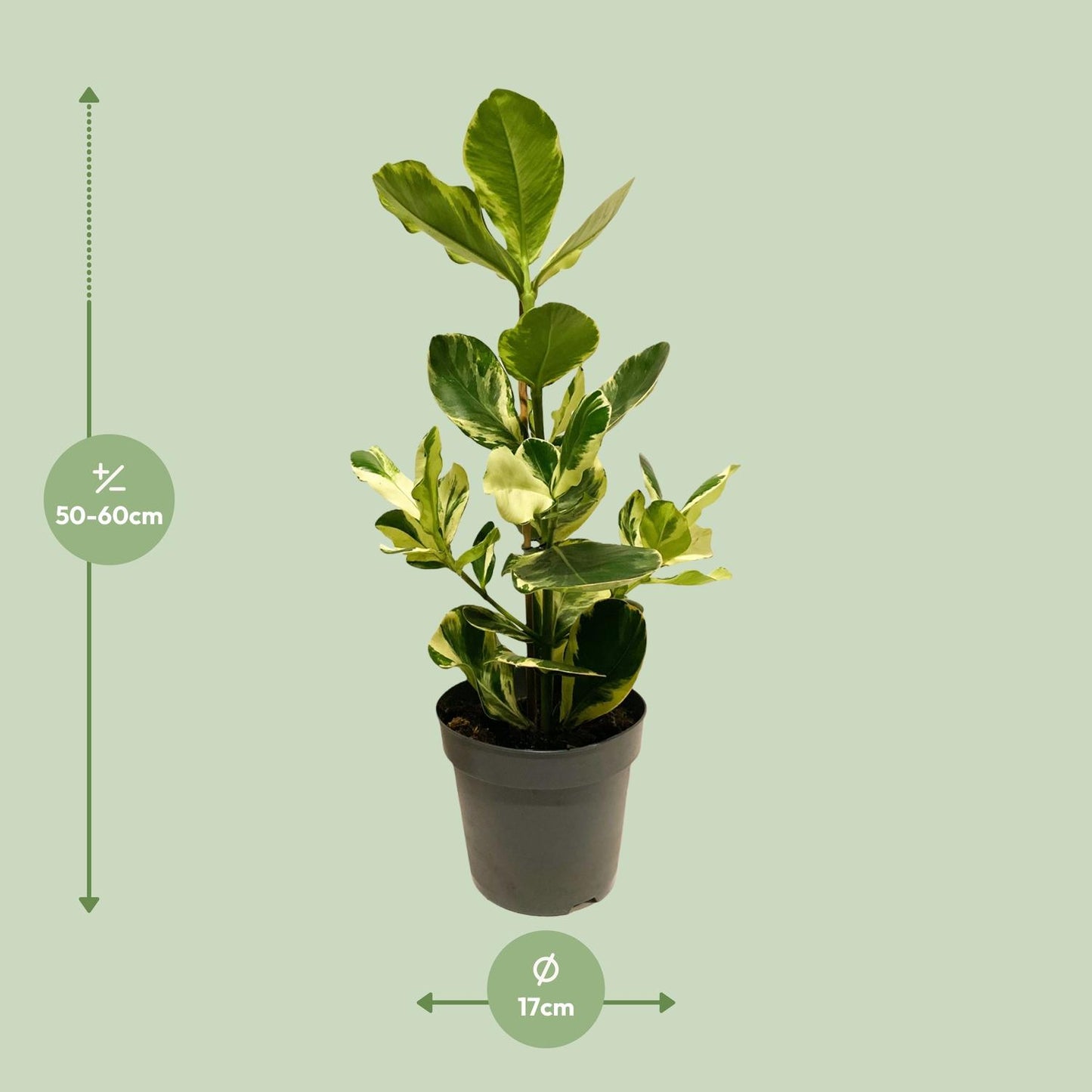 Clusia Rosea White Star - Ø17cm - ↕60cm