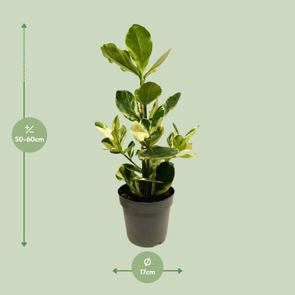 Clusia Rosea White Star - Ø17cm - ↕60cm