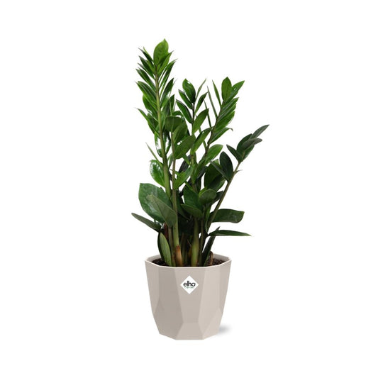 Zamioculcas – Hoogte 45-50 in ELHO b.for rock 14 cm warm grey