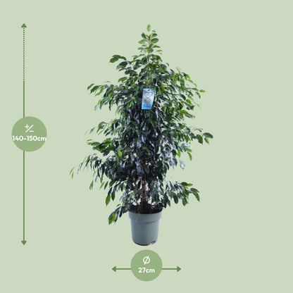 Ficus Benjamina Midnight Lady - Ø27cm - ↕140cm