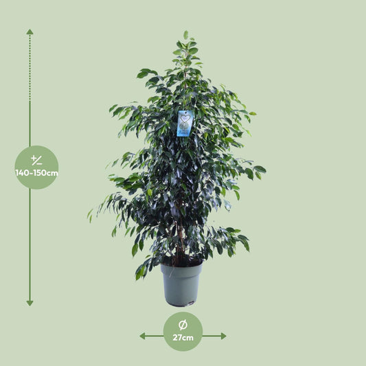 Ficus Benjamina Midnight Lady - Ø27cm - ↕140cm