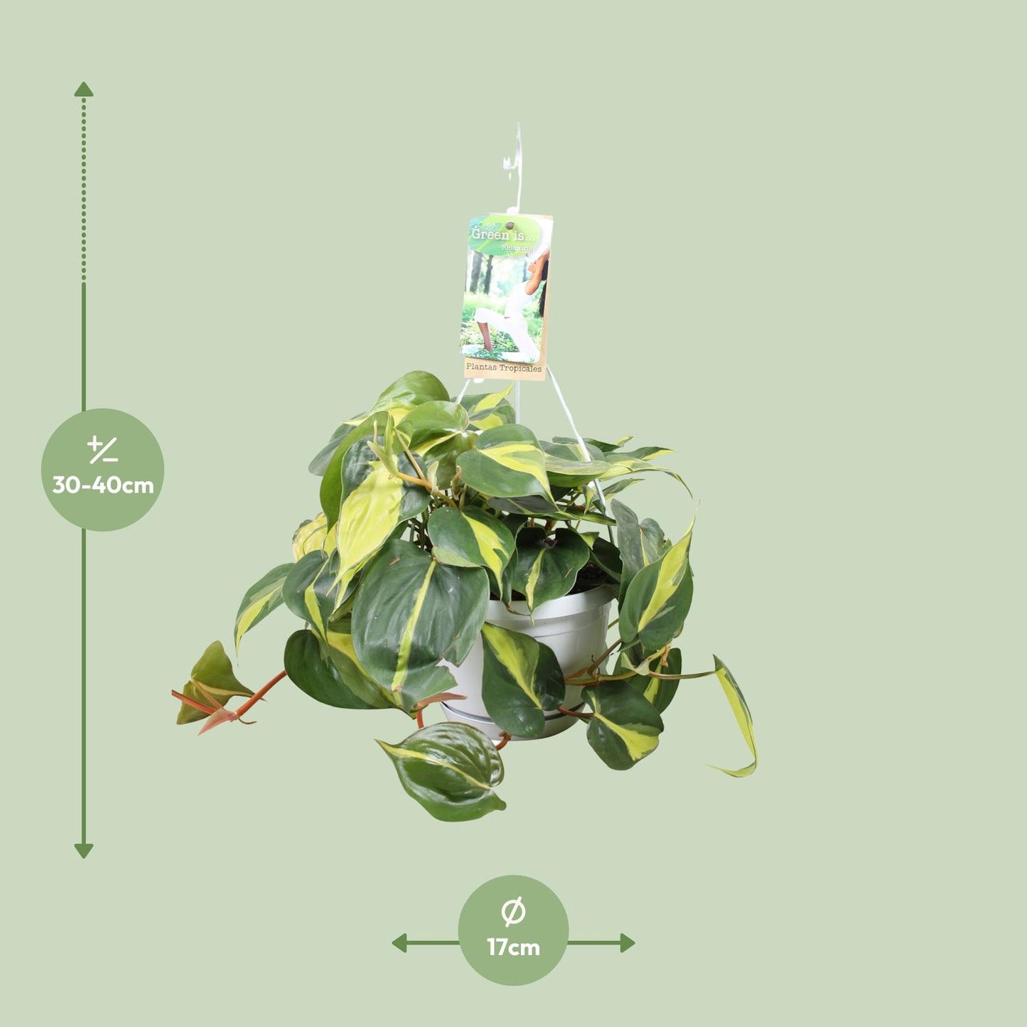 Philodendron Brasil In Hangpot - Ø17cm - ↕40cm