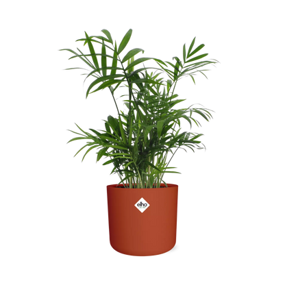 Chamaedorea in ELHO b.for soft rond 14cm brique