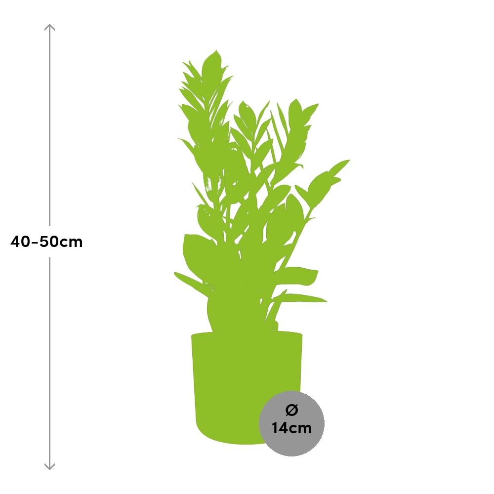 Zamioculcas – Hoogte 45-50 in ELHO b.for soft rond 14cm brique