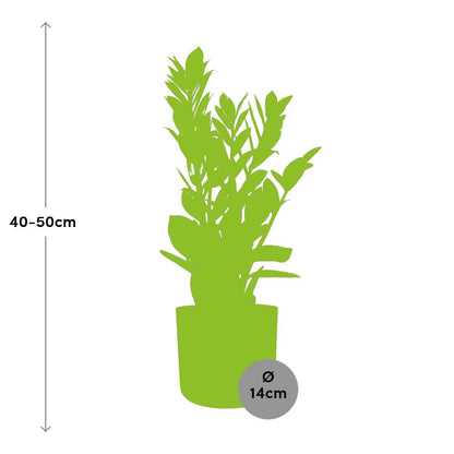 Zamioculcas – Hoogte 45-50 in ELHO b.for soft rond 14cm brique