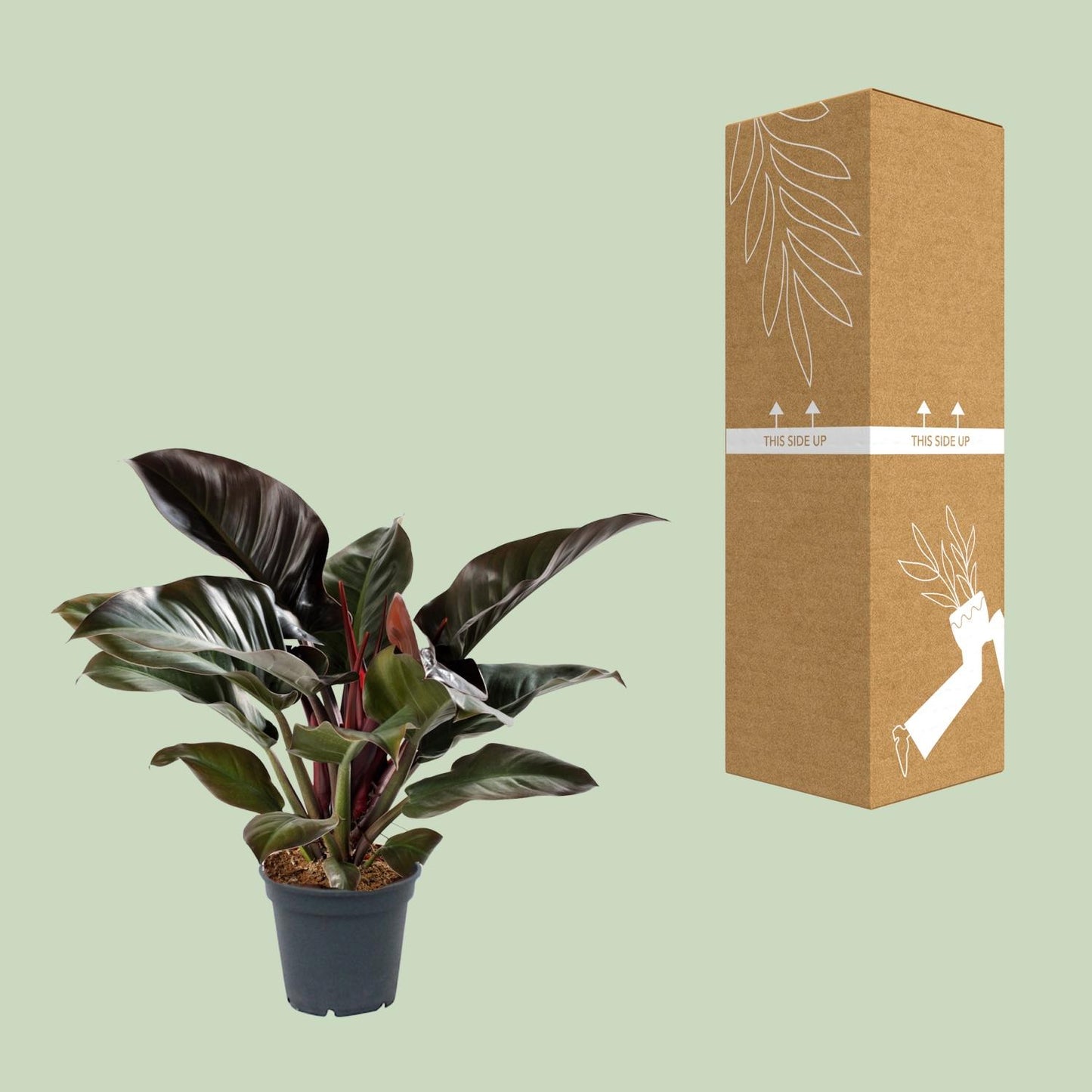 Philodendron Imperial Red - Ø17cm - ↕50cm